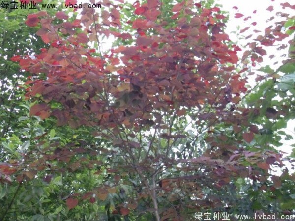 紅葉<a href='http://www.wuzhouwash.com/linmuzhongzi/1760.html' target='_blank'>紫荊種子</a>