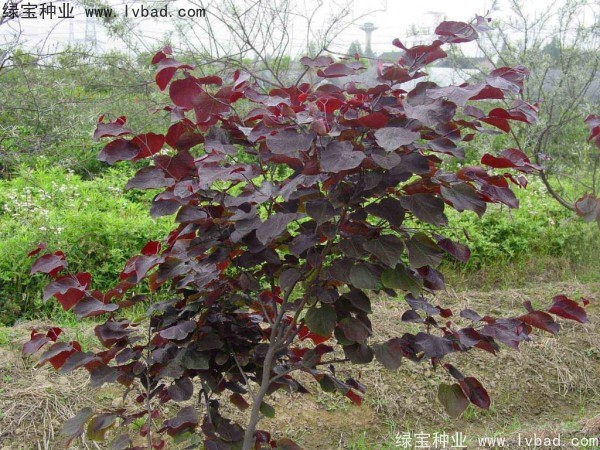 <a href='http://www.wuzhouwash.com/linmuzhongzi/1818.html' target='_blank'>紅葉紫荊種子</a>