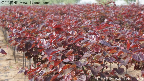 紫葉<a href='http://www.wuzhouwash.com/linmuzhongzi/1760.html' target='_blank'>紫荊種子</a>