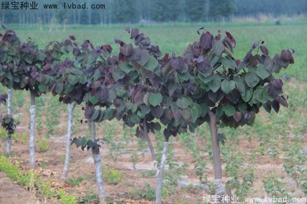 <a href='http://www.wuzhouwash.com/linmuzhongzi/1819.html' target='_blank'>紫葉紫荊種子</a>