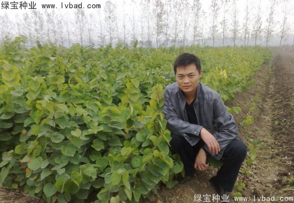 <a href='http://www.wuzhouwash.com/linmuzhongzi/1819.html' target='_blank'>紫葉紫荊種子</a>