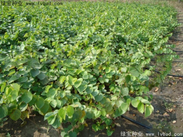 紫葉<a href='http://www.wuzhouwash.com/linmuzhongzi/1760.html' target='_blank'>紫荊種子</a>