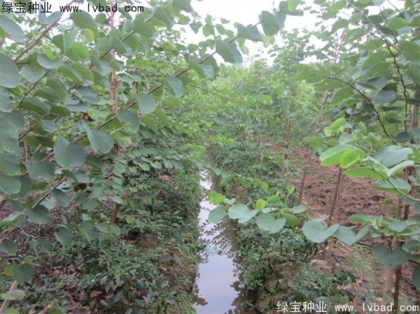 紫葉<a href='http://www.wuzhouwash.com/linmuzhongzi/1760.html' target='_blank'>紫荊種子</a>