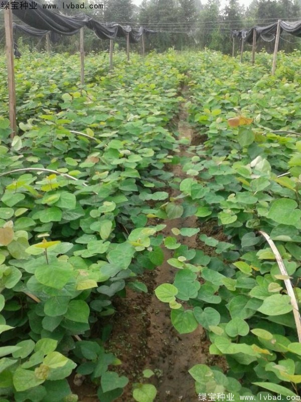 <a href='http://www.wuzhouwash.com/linmuzhongzi/1819.html' target='_blank'>紫葉紫荊</a><a href='http://www.wuzhouwash.com/' target='_blank'>種子</a>