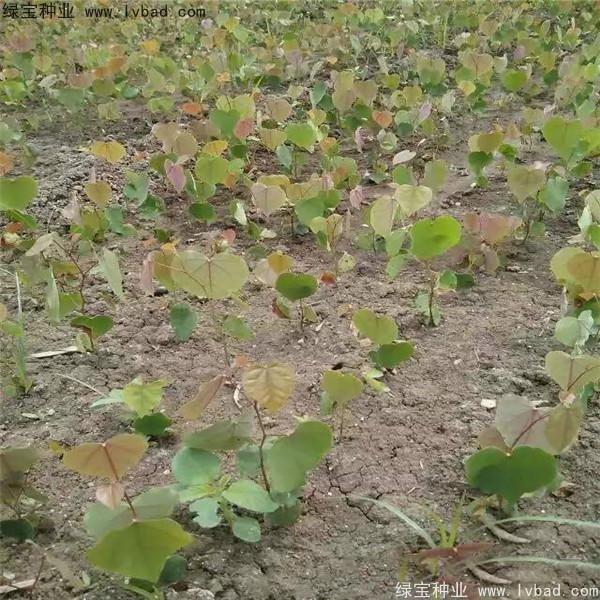 紫葉<a href='http://www.wuzhouwash.com/linmuzhongzi/1760.html' target='_blank'>紫荊</a><a href='http://www.wuzhouwash.com/' target='_blank'>種子</a>