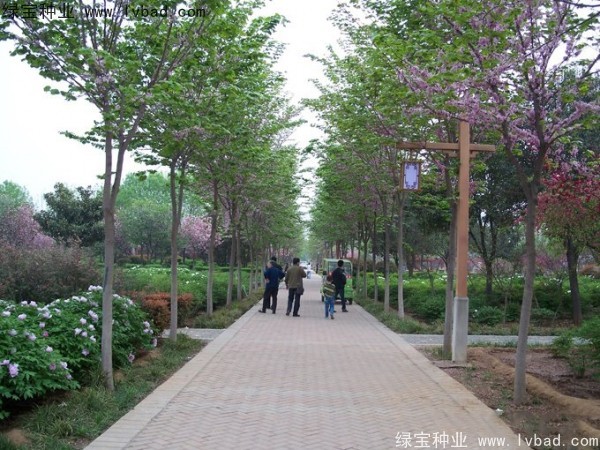 <a href='http://www.wuzhouwash.com/linmuzhongzi/1820.html' target='_blank'>加拿大紫荊種子</a>