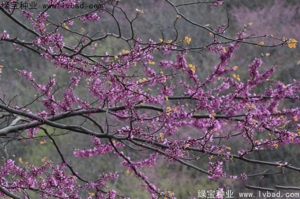 加拿大<a href='http://www.wuzhouwash.com/linmuzhongzi/1760.html' target='_blank'>紫荊</a><a href='http://www.wuzhouwash.com/' target='_blank'>種子</a>