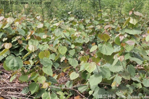 <a href='http://www.wuzhouwash.com/linmuzhongzi/1820.html' target='_blank'>加拿大紫荊種子</a>