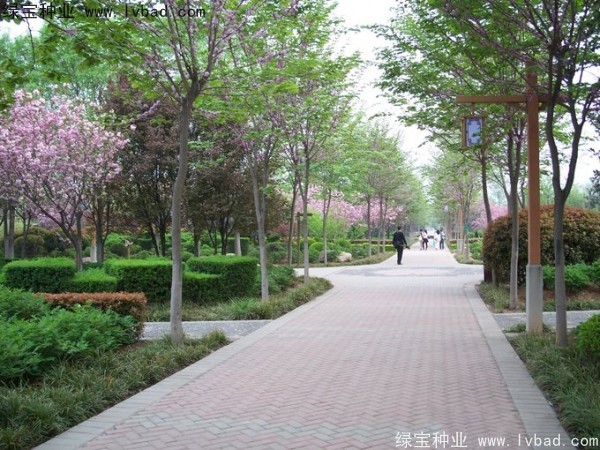 加拿大<a href='http://www.wuzhouwash.com/linmuzhongzi/1760.html' target='_blank'>紫荊種子</a>