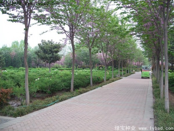 <a href='http://www.wuzhouwash.com/linmuzhongzi/1820.html' target='_blank'>加拿大紫荊</a><a href='http://www.wuzhouwash.com/' target='_blank'>種子</a>