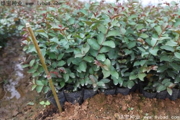 <a href='http://www.wuzhouwash.com/linmuzhongzi/1821.html' target='_blank'>紅花紫薇種子</a>