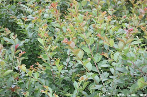 <a href='http://www.wuzhouwash.com/linmuzhongzi/1821.html' target='_blank'>紅花紫薇</a>種子