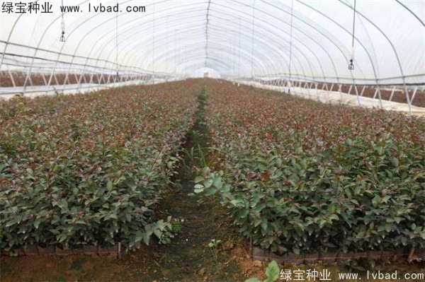 紅花<a href='http://www.wuzhouwash.com/linmuzhongzi/1698.html' target='_blank'>紫薇</a><a href='http://www.wuzhouwash.com/' target='_blank'>種子</a>