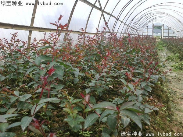 紅花<a href='http://www.wuzhouwash.com/linmuzhongzi/1698.html' target='_blank'>紫薇種子</a>