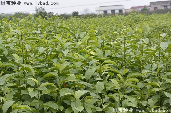<a href='http://www.wuzhouwash.com/linmuzhongzi/1822.html' target='_blank'>樂昌含笑種子</a>