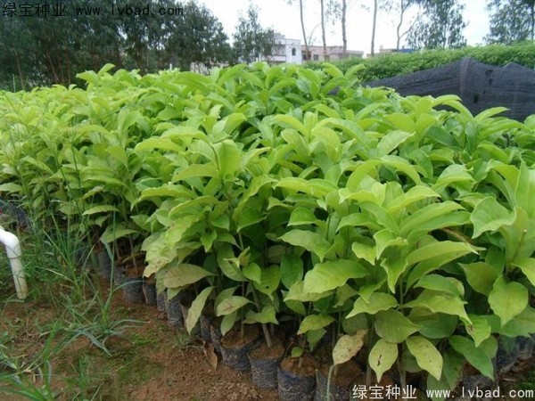 樂昌<a href='http://www.wuzhouwash.com/linmuzhongzi/1802.html' target='_blank'>含笑種子</a>