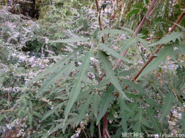 <a href='http://www.wuzhouwash.com/linmuzhongzi/1824.html' target='_blank'>荊條</a><a href='http://www.wuzhouwash.com/' target='_blank'>種子</a>