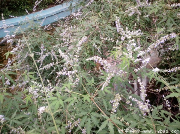 荊條<a href='http://www.wuzhouwash.com/' target='_blank'>種子</a>