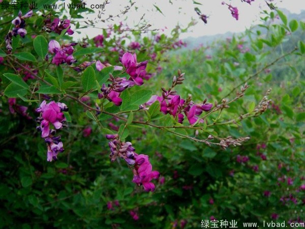 <a href='http://www.wuzhouwash.com/linmuzhongzi/1826.html' target='_blank'>胡枝子種子</a>