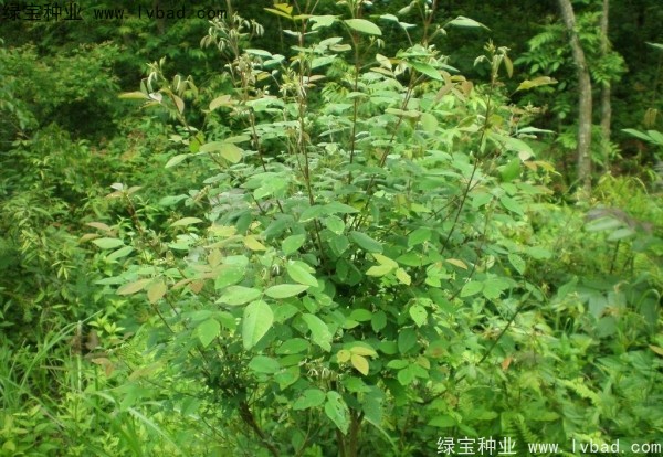 <a href='http://www.wuzhouwash.com/linmuzhongzi/1826.html' target='_blank'>胡枝子</a><a href='http://www.wuzhouwash.com/' target='_blank'>種子</a>