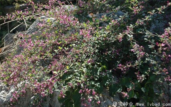 <a href='http://www.wuzhouwash.com/linmuzhongzi/1826.html' target='_blank'>胡枝子種子</a>