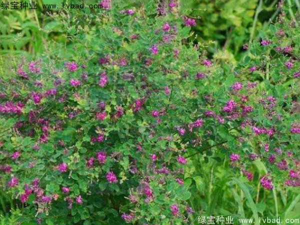 <a href='http://www.wuzhouwash.com/linmuzhongzi/1826.html' target='_blank'>胡枝子種子</a>