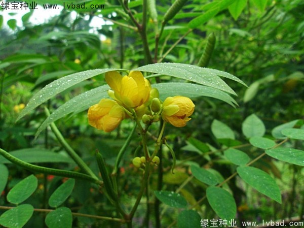 <a href='http://www.wuzhouwash.com/linmuzhongzi/1827.html' target='_blank'>望江南種子</a>