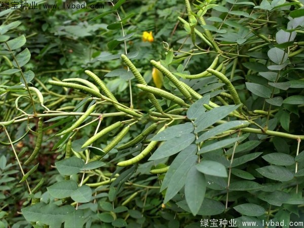 <a href='http://www.wuzhouwash.com/linmuzhongzi/1827.html' target='_blank'>望江南種子</a>