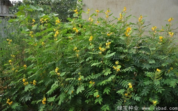 <a href='http://www.wuzhouwash.com/linmuzhongzi/1827.html' target='_blank'>望江南</a><a href='http://www.wuzhouwash.com/' target='_blank'>種子</a>