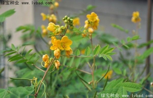 望江南<a href='http://www.wuzhouwash.com/' target='_blank'>種子</a>