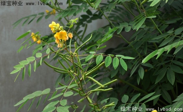 <a href='http://www.wuzhouwash.com/linmuzhongzi/1827.html' target='_blank'>望江南種子</a>