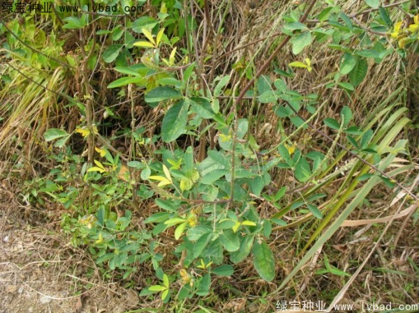 <a href='http://www.wuzhouwash.com/linmuzhongzi/22484.html' target='_blank'>豬屎豆種子</a>