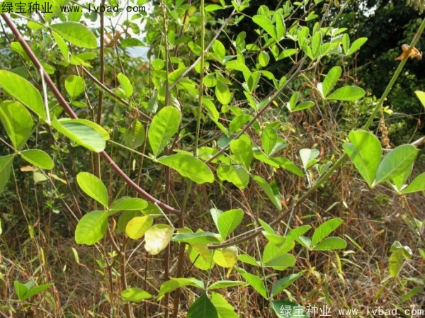 豬屎豆<a href='http://www.wuzhouwash.com/' target='_blank'>種子</a>