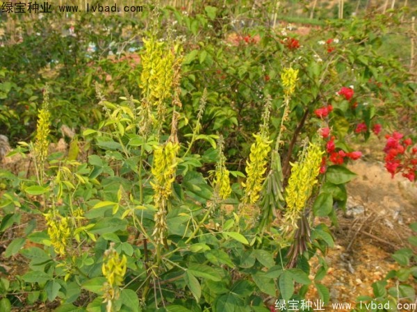 <a href='http://www.wuzhouwash.com/linmuzhongzi/22484.html' target='_blank'>豬屎豆種子</a>