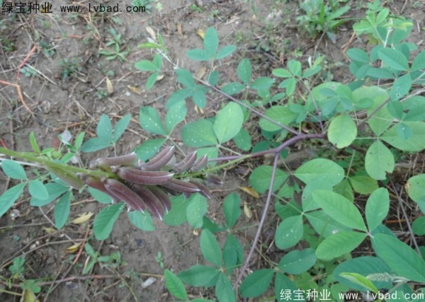 <a href='http://www.wuzhouwash.com/linmuzhongzi/22484.html' target='_blank'>豬屎豆</a><a href='http://www.wuzhouwash.com/' target='_blank'>種子</a>