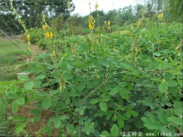 <a href='http://www.wuzhouwash.com/linmuzhongzi/22484.html' target='_blank'>豬屎豆</a><a href='http://www.wuzhouwash.com/' target='_blank'>種子</a>