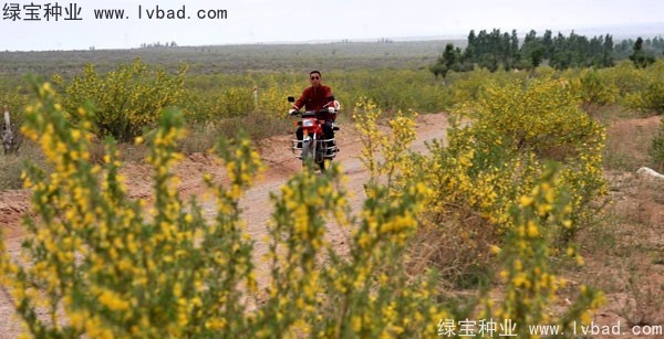 <a href='http://www.wuzhouwash.com/linmuzhongzi/1829.html' target='_blank'>檸條種子</a>