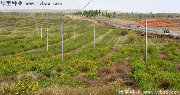 <a href='http://www.wuzhouwash.com/linmuzhongzi/1829.html' target='_blank'>檸條種子</a>