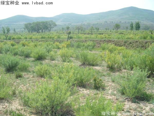 <a href='http://www.wuzhouwash.com/linmuzhongzi/1829.html' target='_blank'>檸條</a><a href='http://www.wuzhouwash.com/' target='_blank'>種子</a>