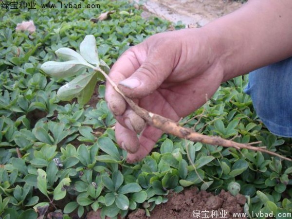 <a href='http://www.wuzhouwash.com/linmuzhongzi/1830.html' target='_blank'>芍藥種子</a>