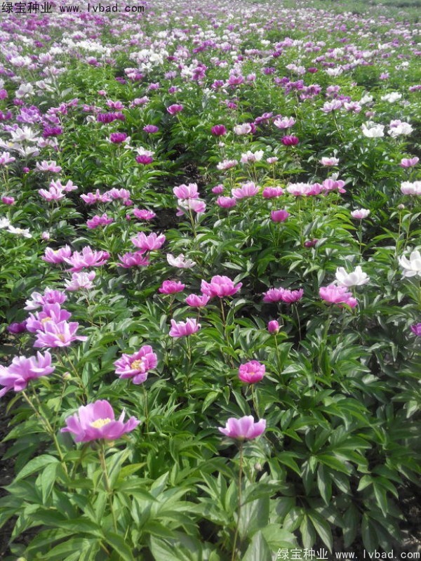 <a href='http://www.wuzhouwash.com/linmuzhongzi/1830.html' target='_blank'>芍藥種子</a>