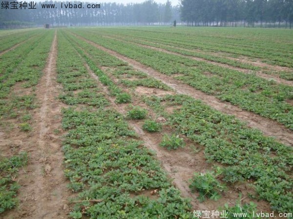 <a href='http://www.wuzhouwash.com/linmuzhongzi/1830.html' target='_blank'>芍藥種子</a>