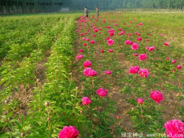 芍藥<a href='http://www.wuzhouwash.com/' target='_blank'>種子</a>