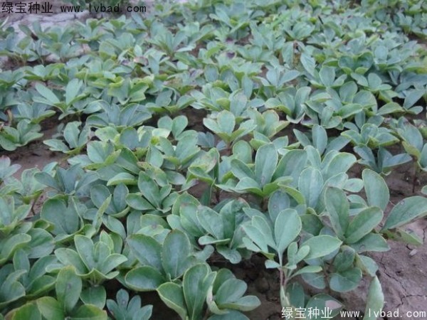 芍藥<a href='http://www.wuzhouwash.com/' target='_blank'>種子</a>