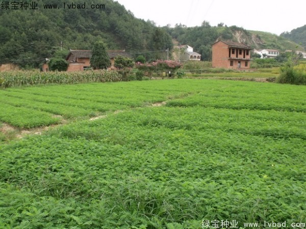 <a href='http://www.wuzhouwash.com/linmuzhongzi/1831.html' target='_blank'>紫穗槐種子</a>