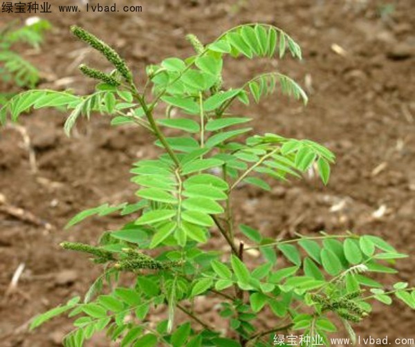 紫穗槐<a href='http://www.wuzhouwash.com/' target='_blank'>種子</a>