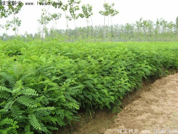 紫穗槐<a href='http://www.wuzhouwash.com/' target='_blank'>種子</a>