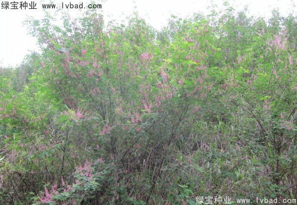 <a href='http://www.wuzhouwash.com/linmuzhongzi/1832.html' target='_blank'>多花木蘭種子</a>