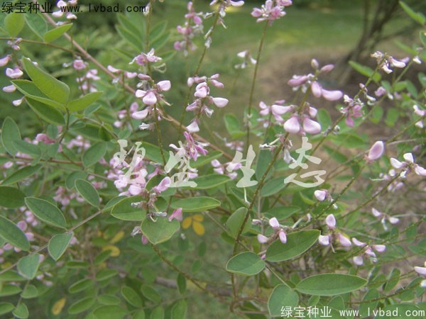 <a href='http://www.wuzhouwash.com/linmuzhongzi/1832.html' target='_blank'>多花木蘭種子</a>