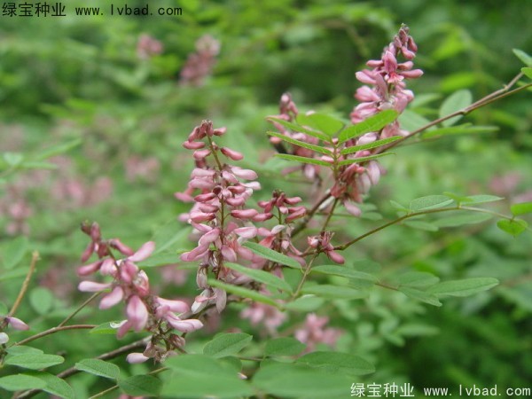 <a href='http://www.wuzhouwash.com/linmuzhongzi/1832.html' target='_blank'>多花木蘭種子</a>